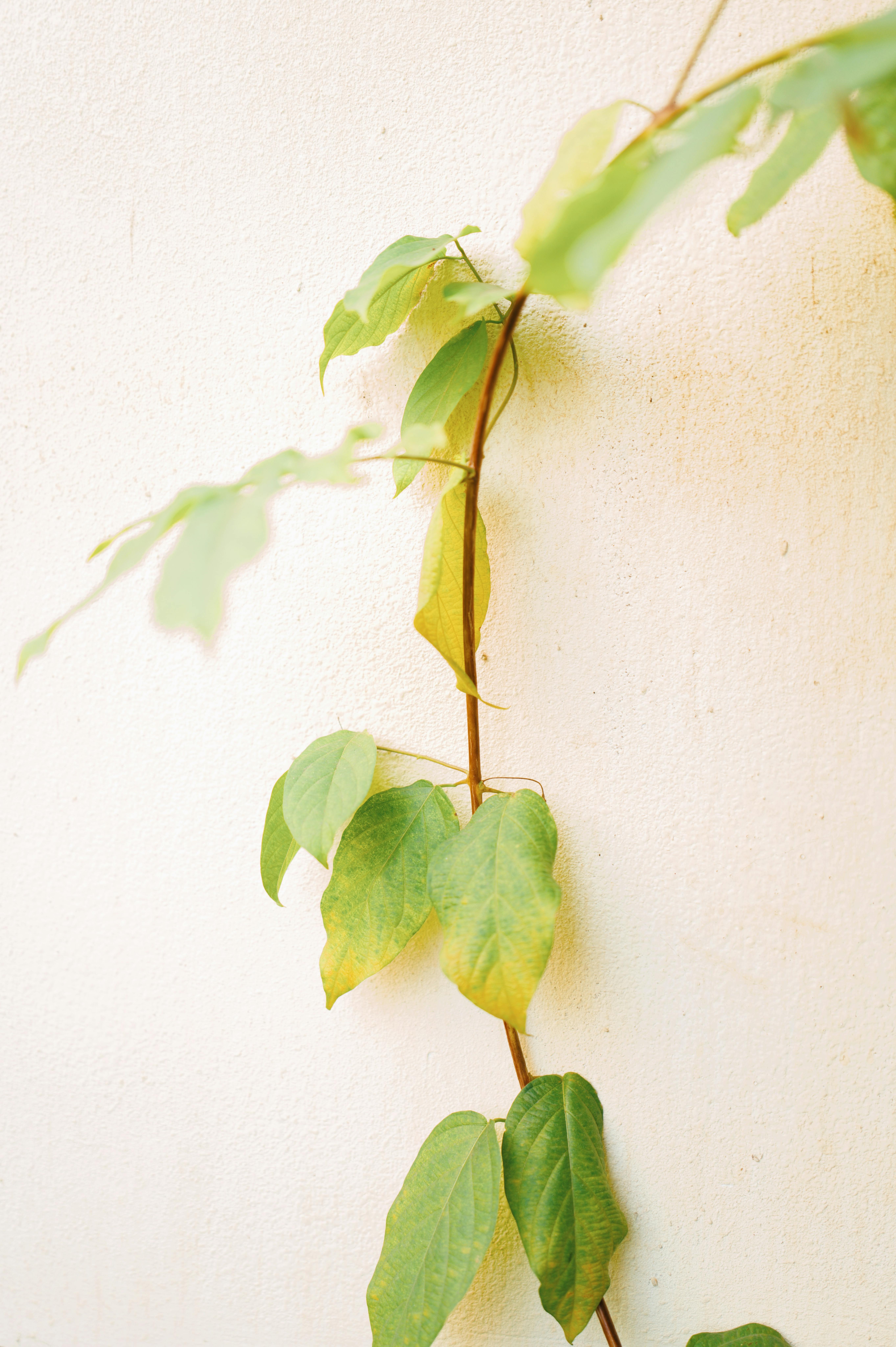 A climbing plant with green leaves on a bright white wall.
