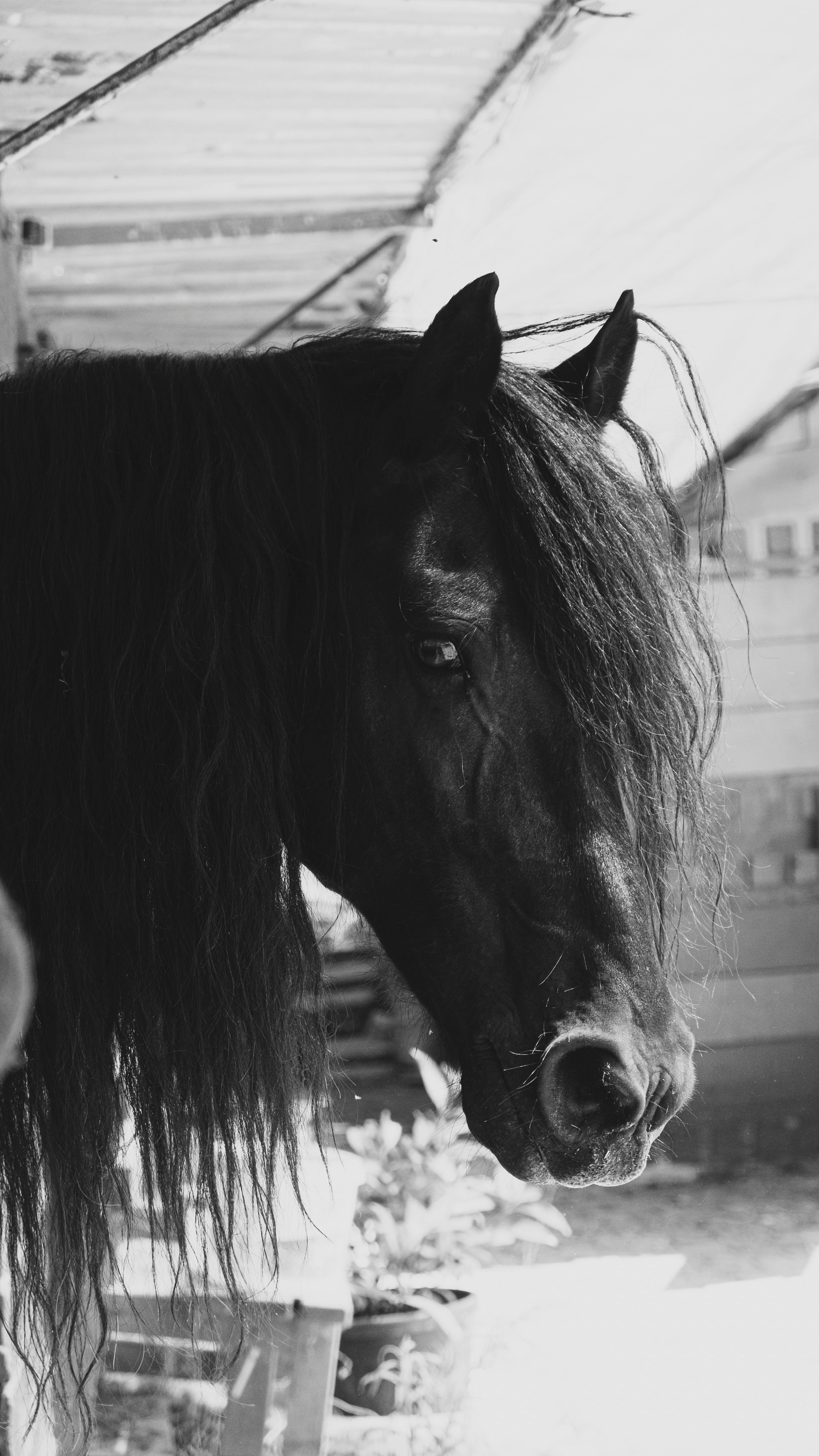 Black horse with long mane in a serene farm setting in Konya, Türkiye.