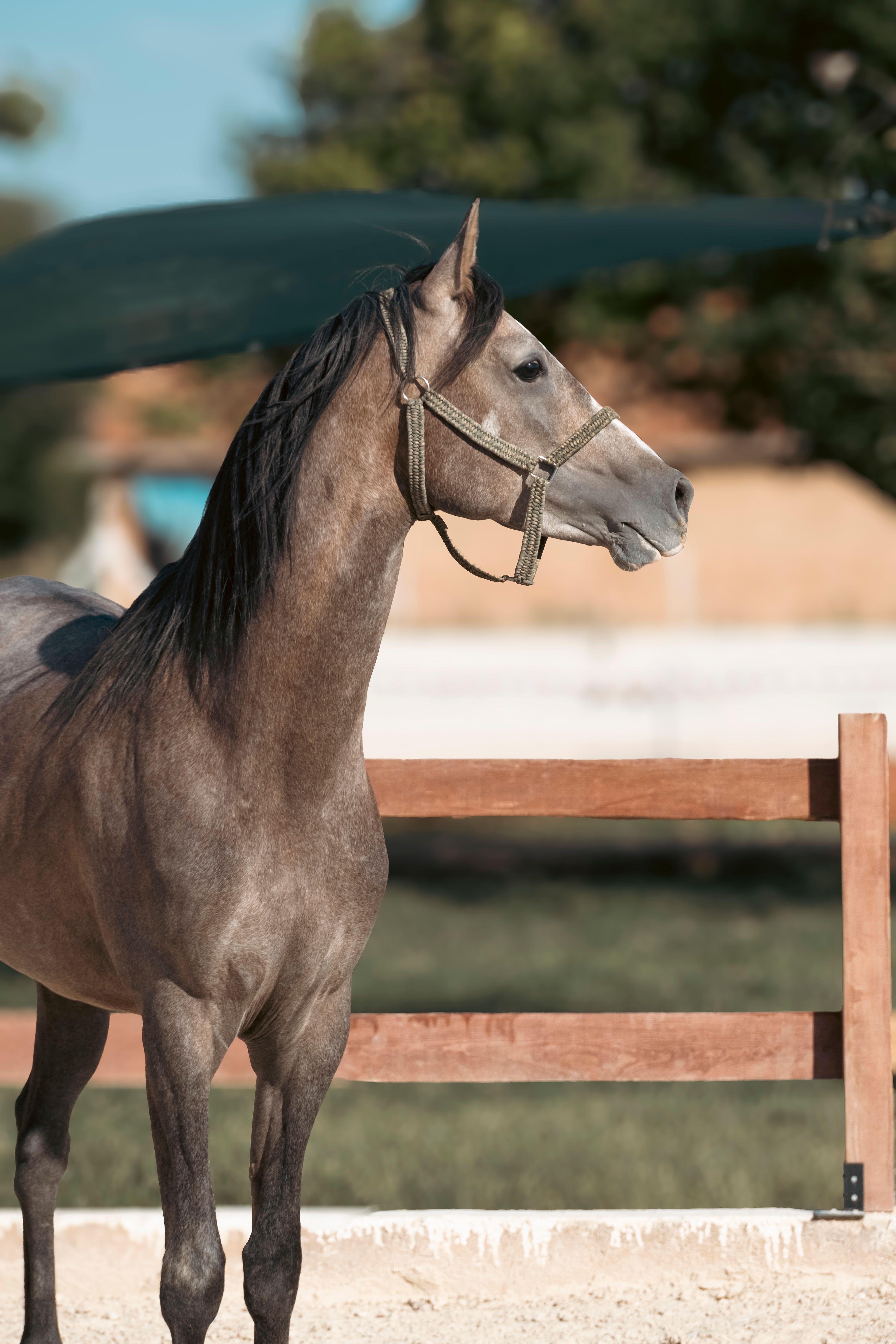 A majestic Arabian horse standing gracefully in a sunny Konya farm setting.