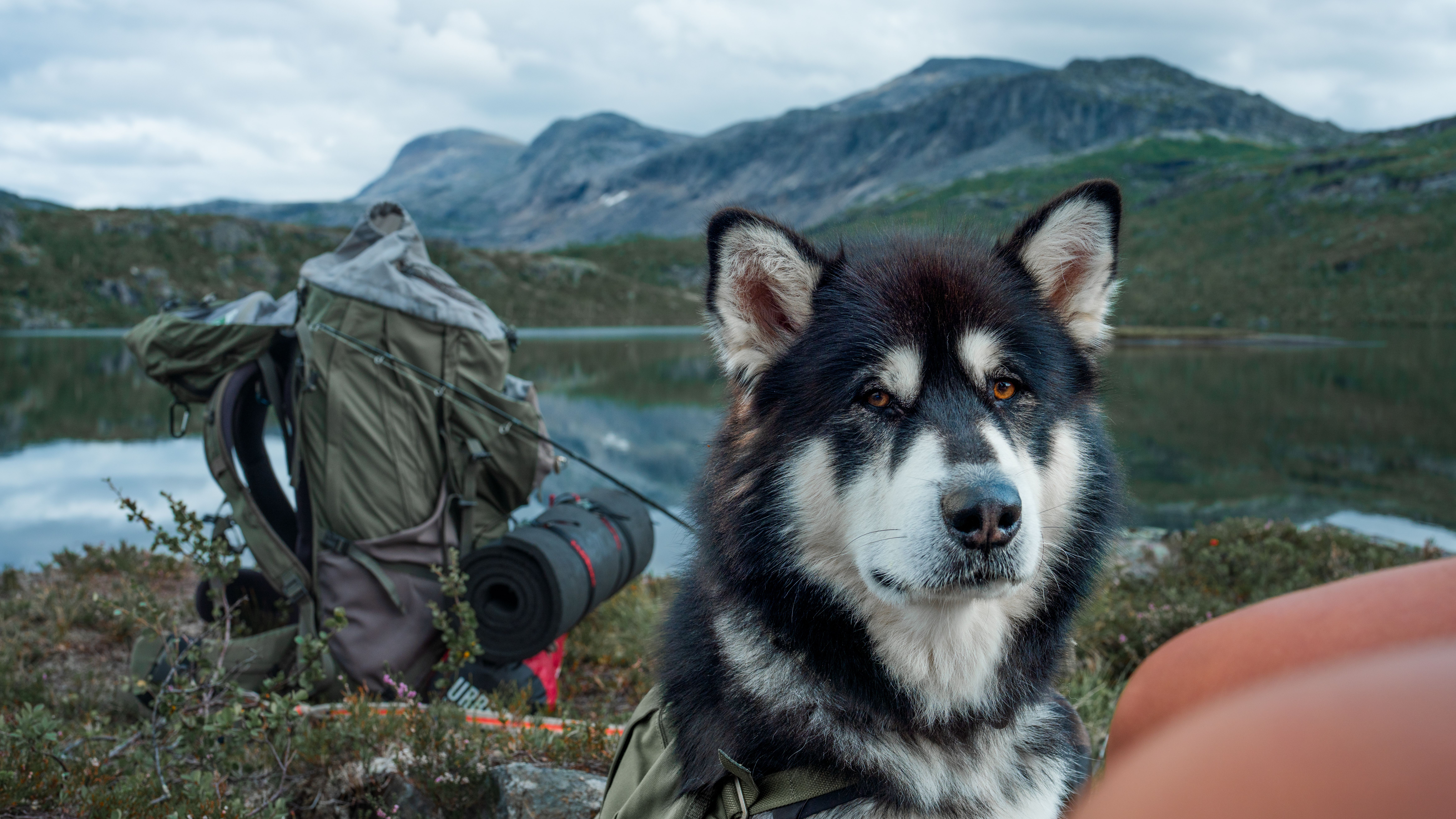 dog on outdoor adventure wearing walking harness and lead