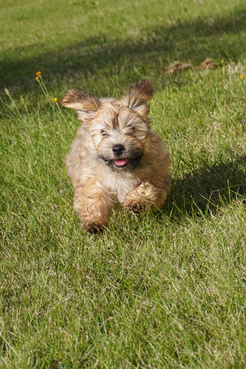 Coco - photo 1