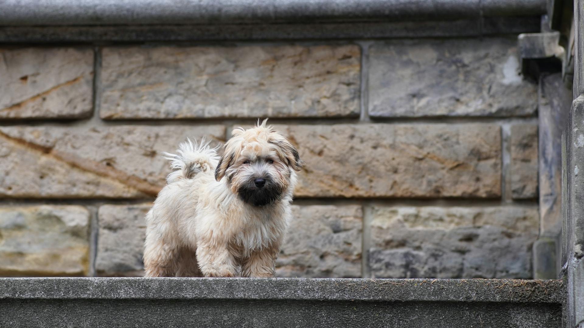 Cute Havanese dog standing on stone steps against a brick wall outdoors.