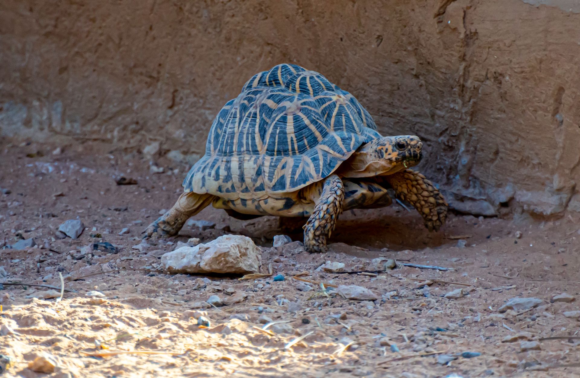 Close-up of an Indian star tortoise walking on rocky ground.