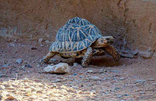 Free Close-up of an Indian star tortoise walking on rocky ground. Stock Photo