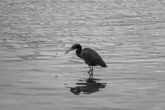 Free stock photo of bird, heron