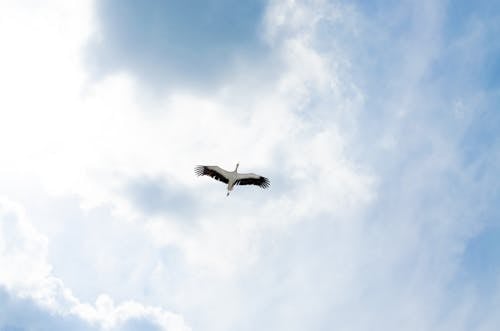 Heron Flying Beneath Sky