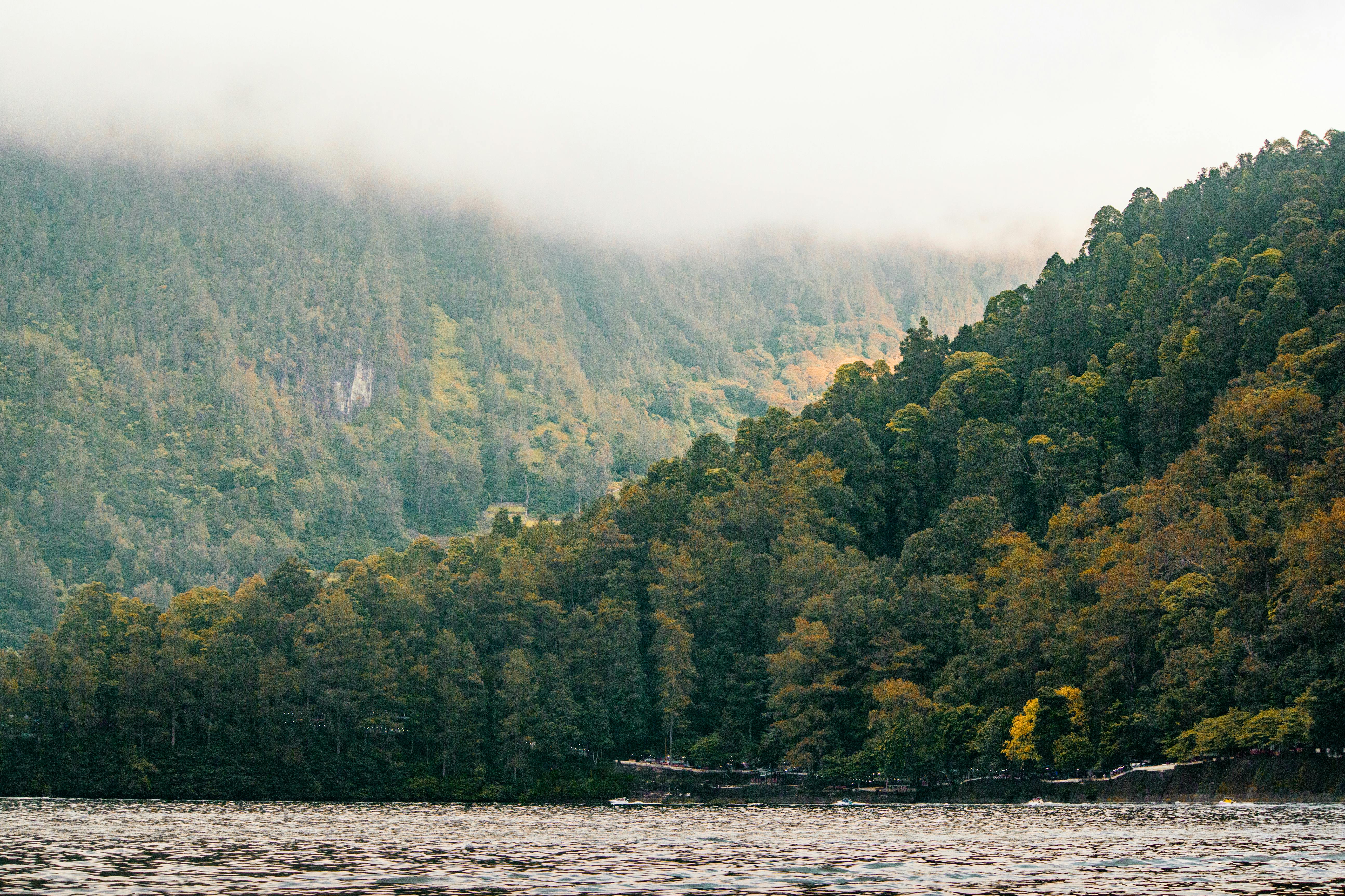 A misty forest landscape with lush greenery and a calm lake, exuding tranquility and natural beauty.