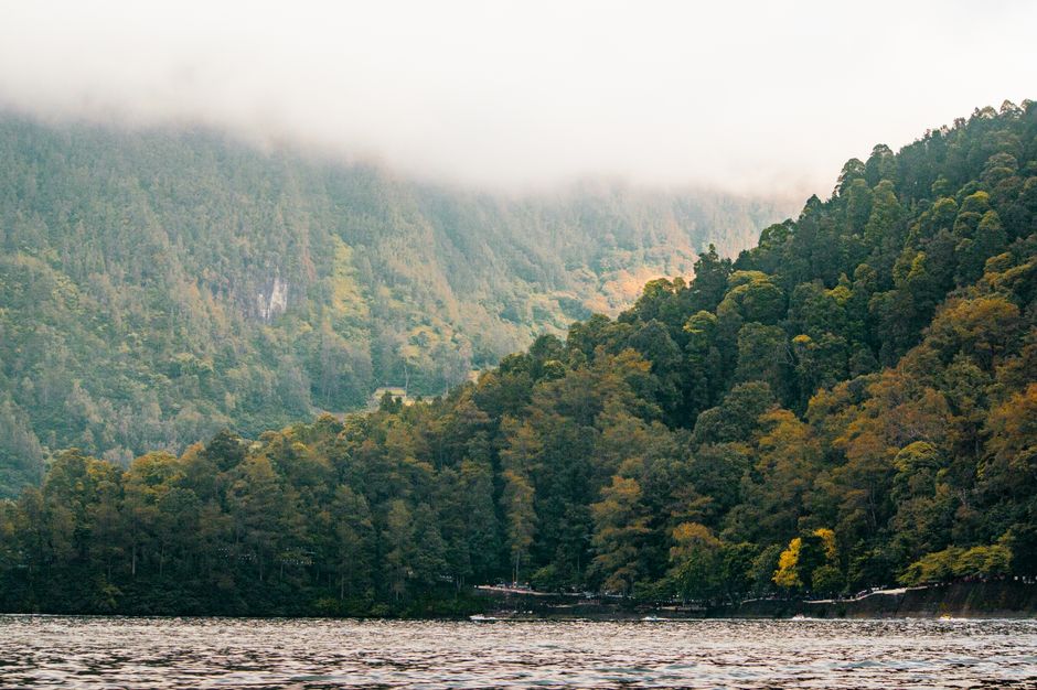 A misty forest landscape with lush greenery and a calm lake, exuding tranquility and natural beauty.