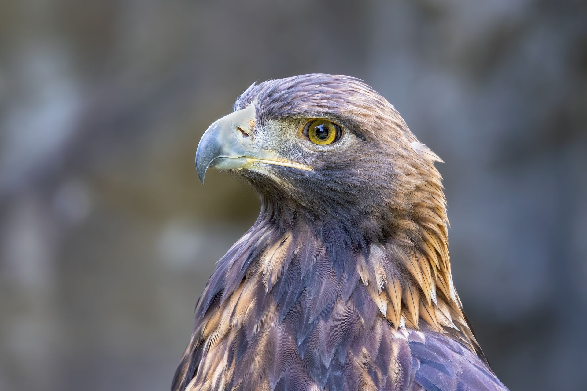 Free stock photo of birds, birds of prey, eagles