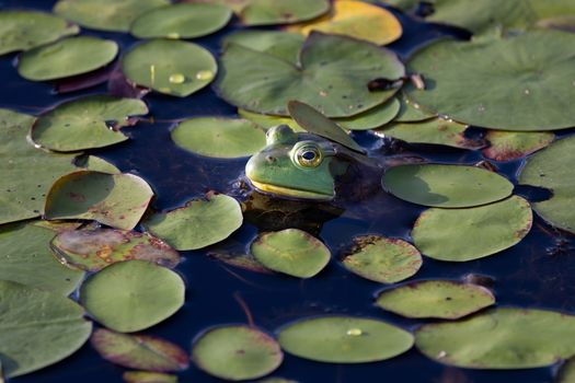 Close-up of a green frog resting among lily pads in a Massachusetts pond.