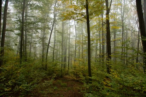 Free A tranquil misty forest with tall trees and autumn foliage, creating a serene atmosphere. Stock Photo