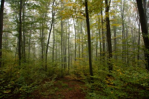 Free A serene misty forest scene with tall trees and autumn foliage creating a tranquil atmosphere. Stock Photo