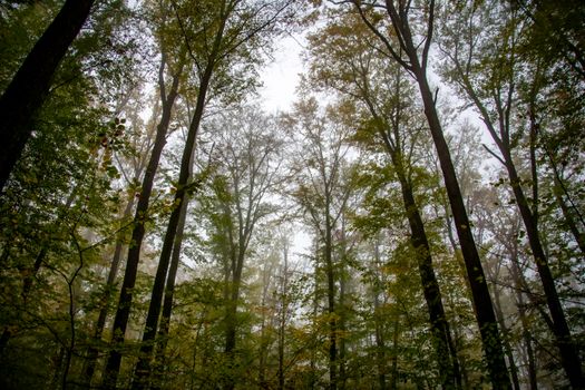 A misty autumn view of tall trees reaching towards a cloudy sky.