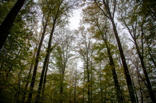 Free A misty autumn view of tall trees reaching towards a cloudy sky. Stock Photo