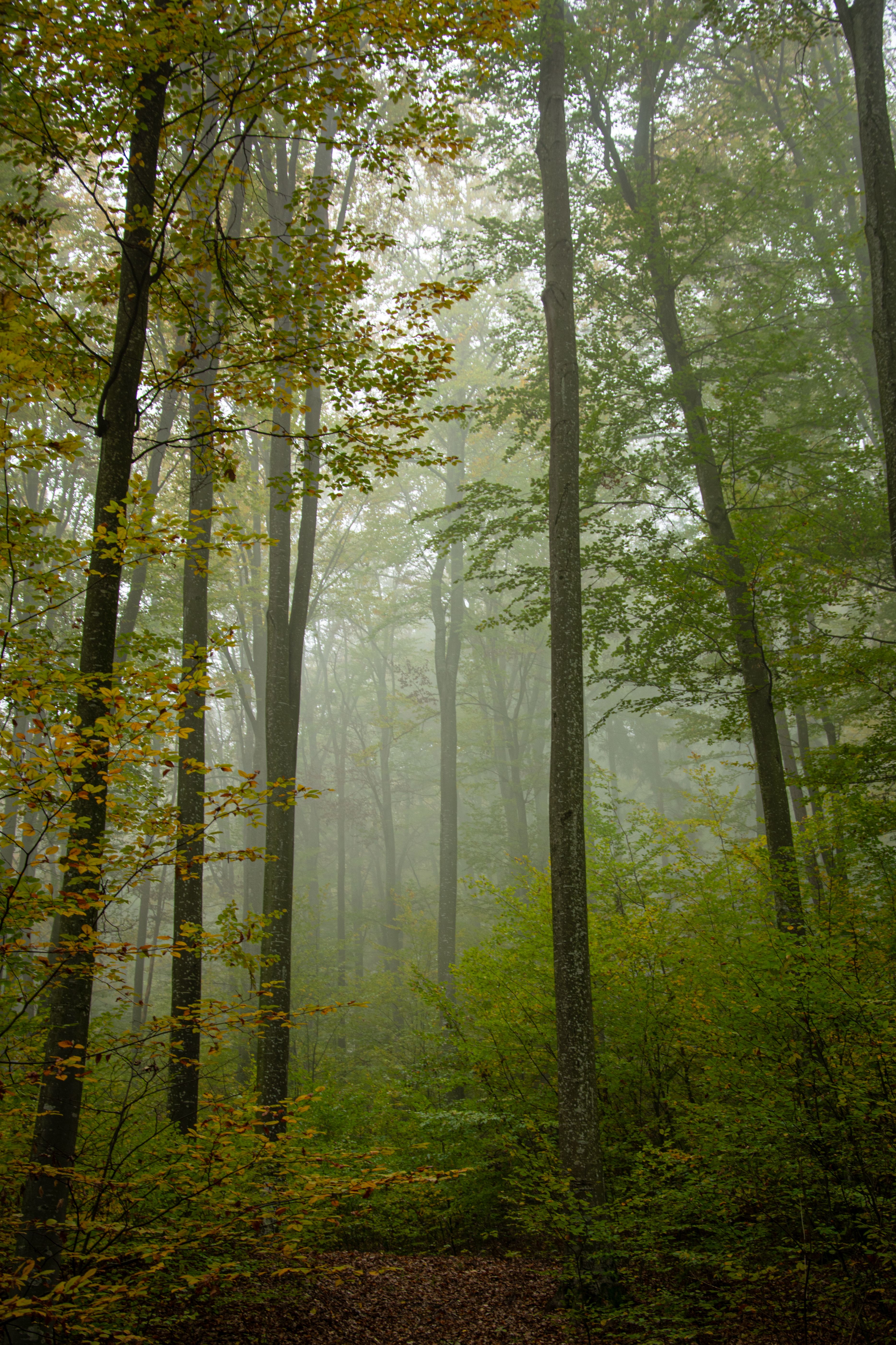 Misty Autumn Forest with Tall Trees · Free Stock Photo