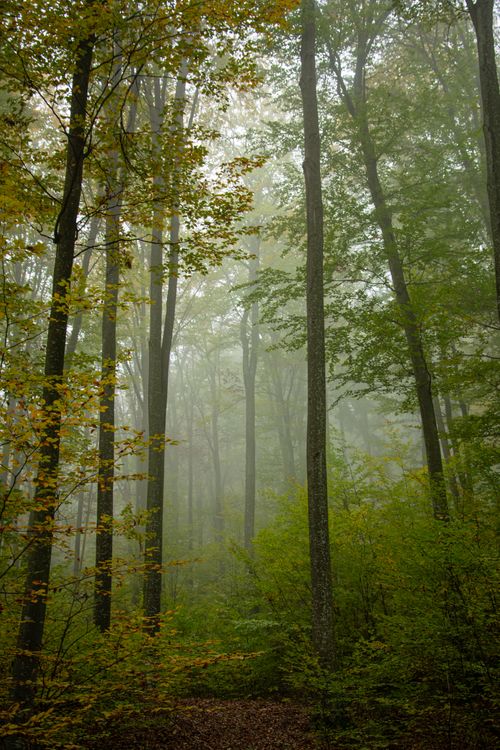 Free A serene autumn forest with mist and tall trees, creating a tranquil atmosphere. Stock Photo