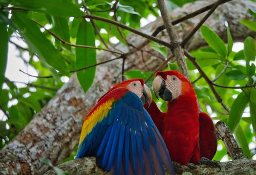 Free Vibrant scarlet macaws perched in a Costa Rican rainforest, showcasing their vivid plumage. Stock Photo