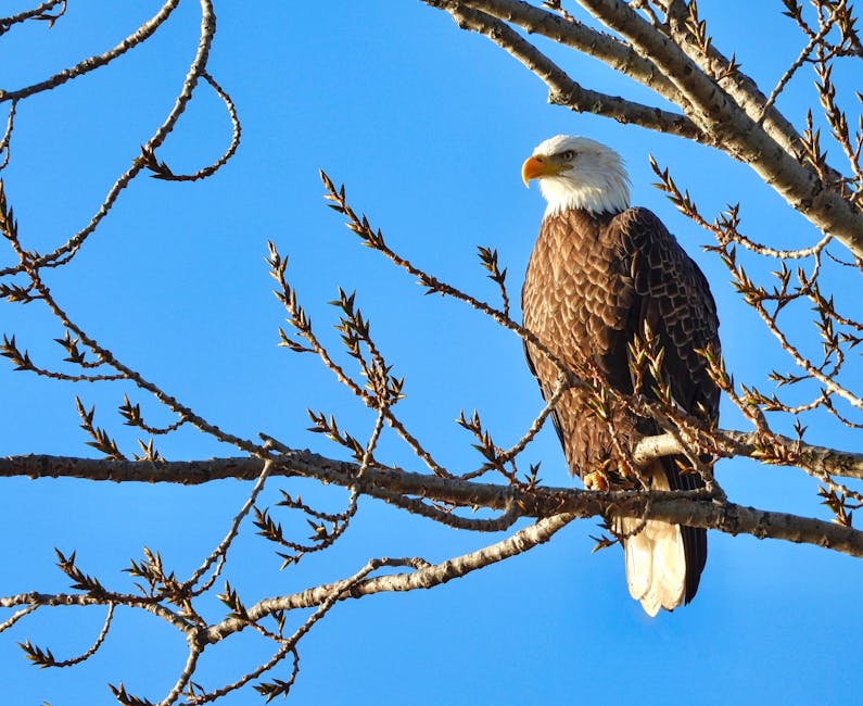 Soggy Bald Eagle Rescued From Ontario Dump Now Recovering