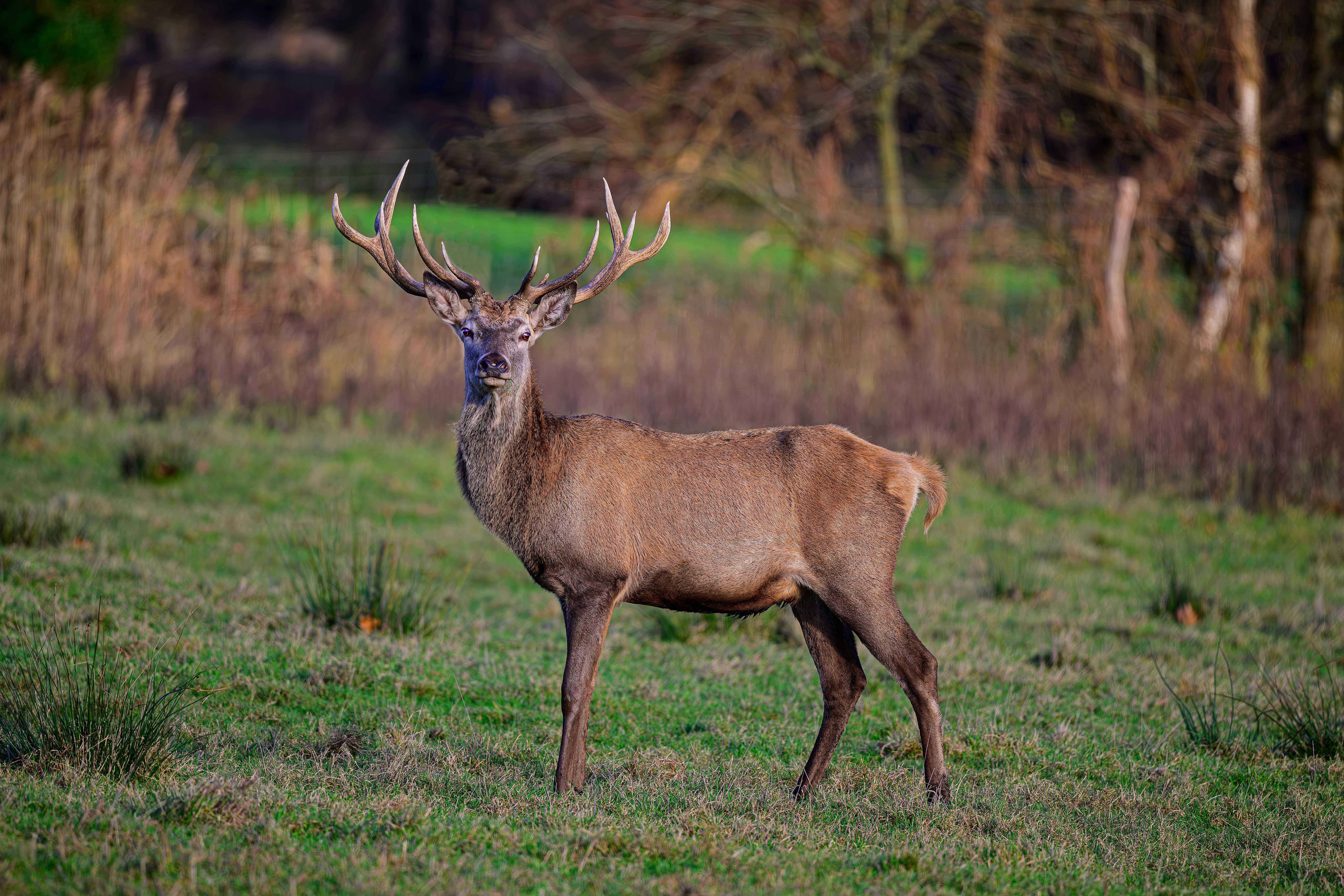 grátis Um majestoso veado vermelho em meio à exuberante paisagem da Baixa Saxônia, exibindo chifres impressionantes. Foto profissional