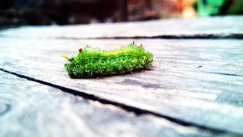 Green Io Caterpillar