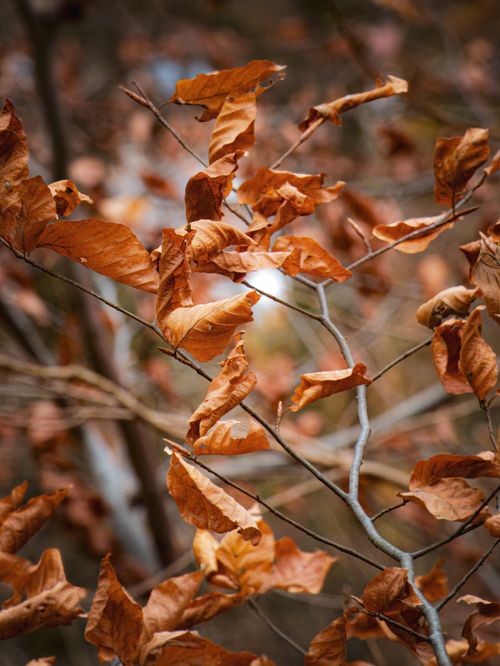 Free Detailed close-up of orange autumn leaves on bare twigs, showcasing fall's beauty. Stock Photo
