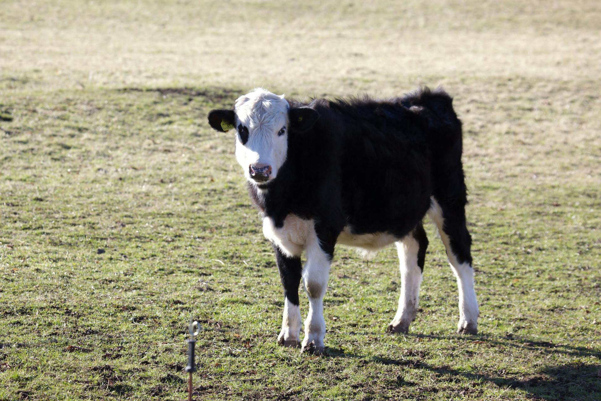 A black and white calf stands alone in a sunny English field.