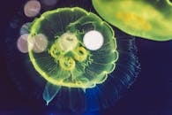 加拿大不列颠哥伦比亚省海底发光水母的迷人特写镜头