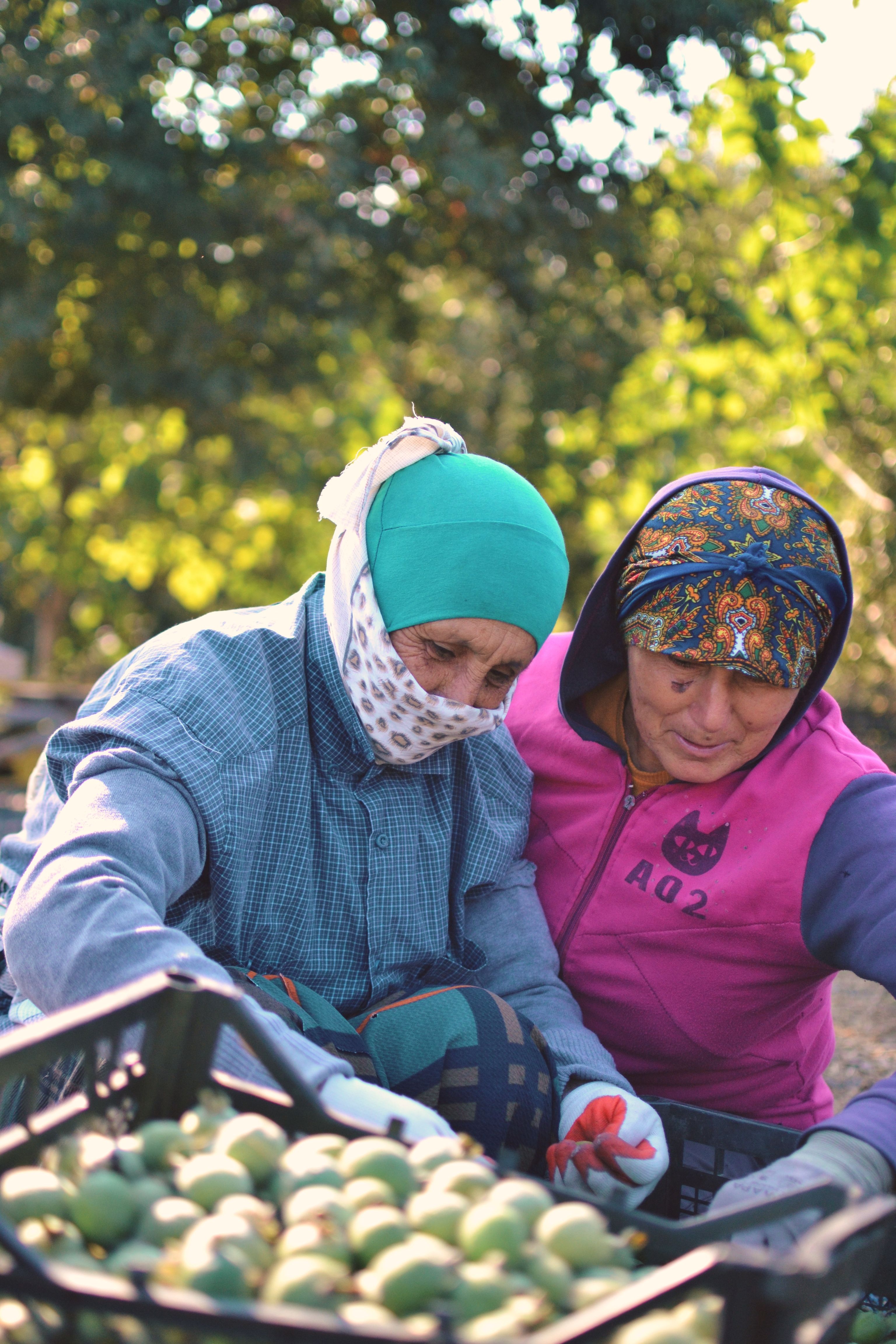 Two women sorting fruits in an orchard, showcasing teamwork and nature.