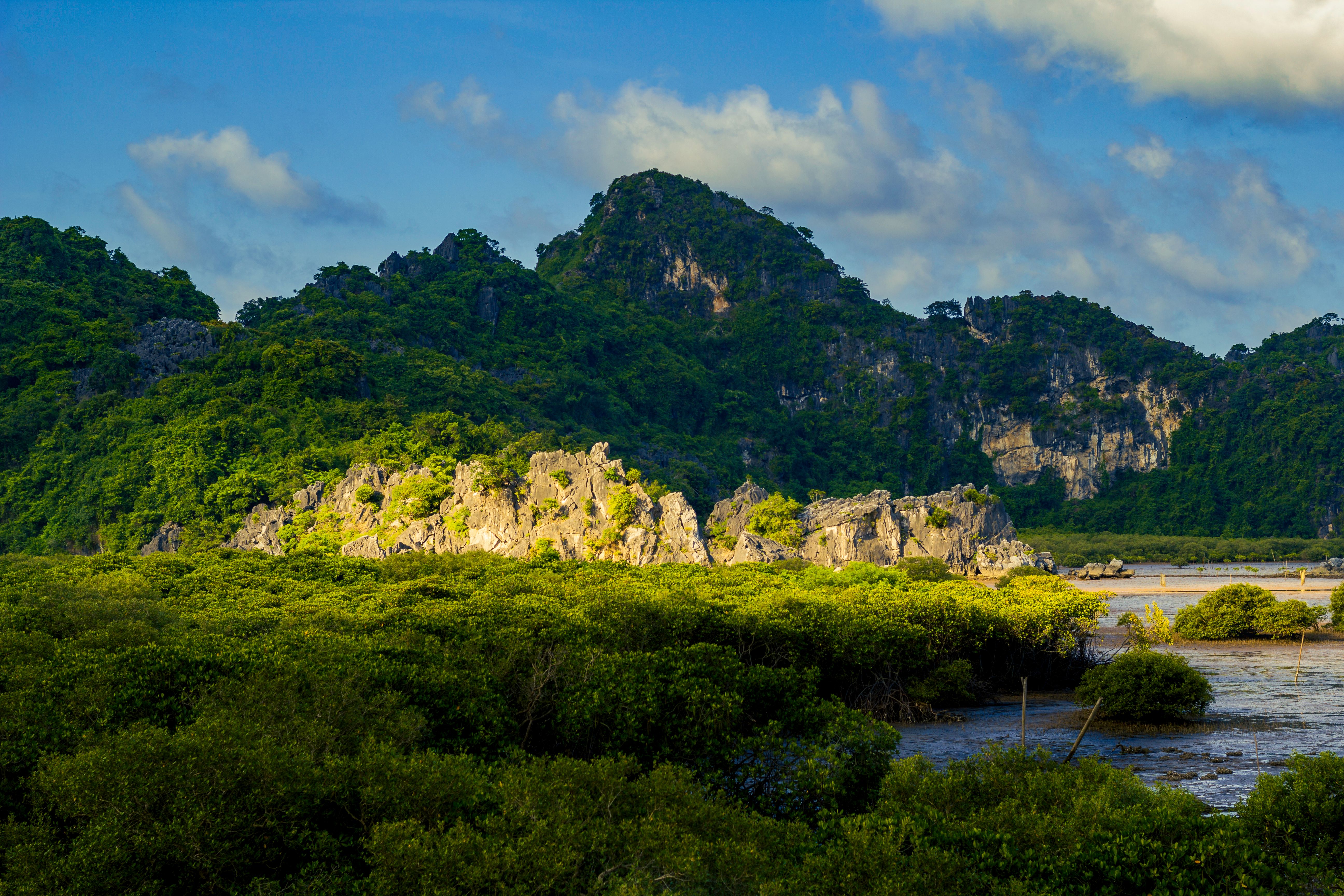Mangrove Mountain