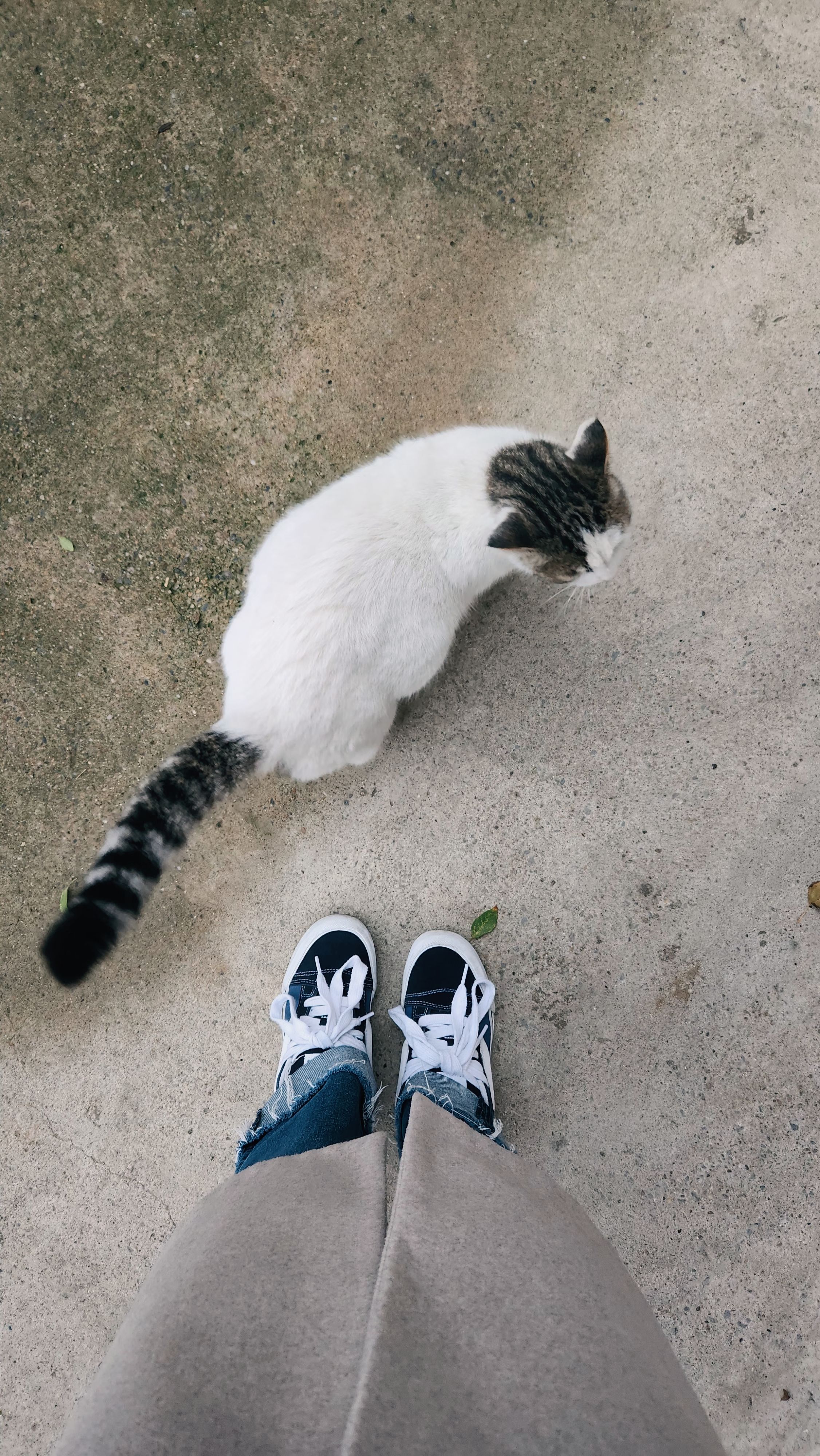 A striped cat sits beside a person's sneakers on a concrete surface. Casual street scene.