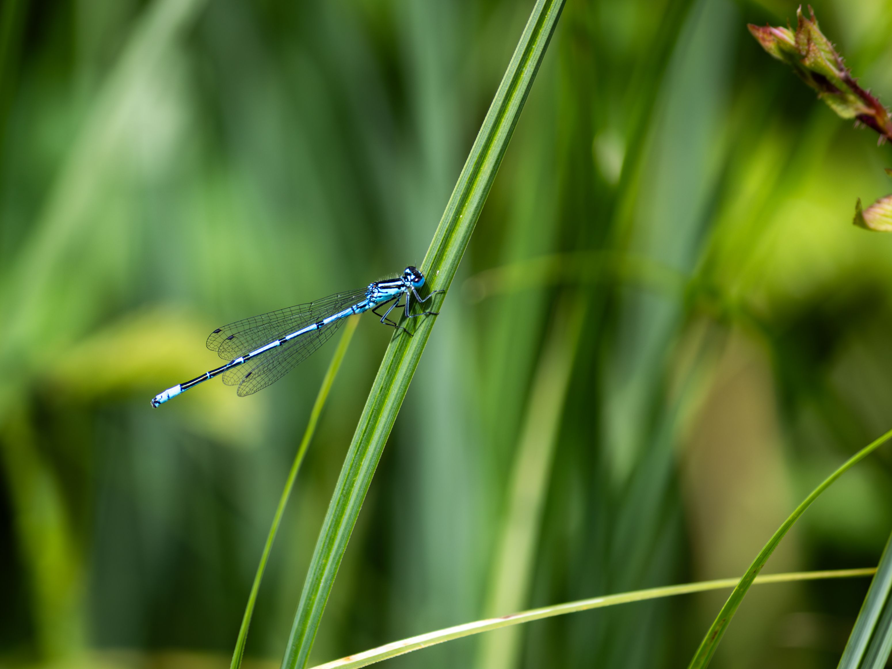 Close-Up of Dragonfly on Green Grass in Summer · Free Stock Photo