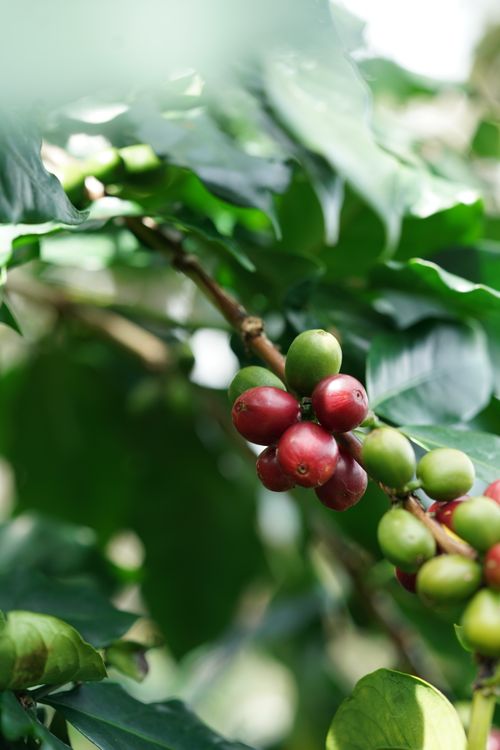 Free Vibrant ripe and unripe coffee berries on a coffee tree branch in Đà Lạt, Vietnam. Stock Photo