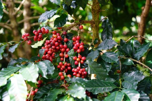 Ripe red Arabica coffee berries on a lush plant in the highlands of Đà Lạt, Vietnam, showcasing natural coffee production.