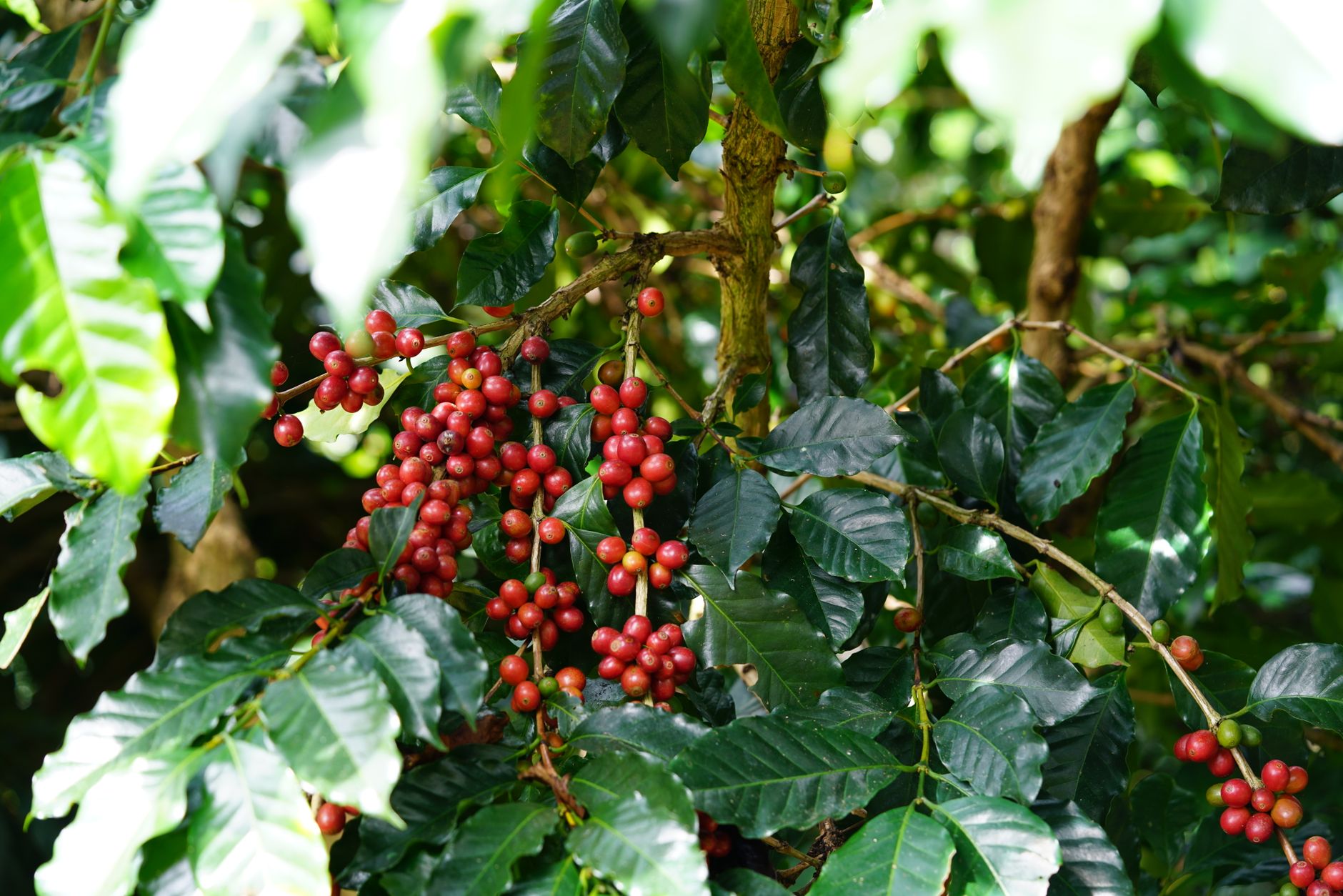 Lush Arabica coffee cherries ripening on a tree in Đà Lạt, Vietnam's highlands.