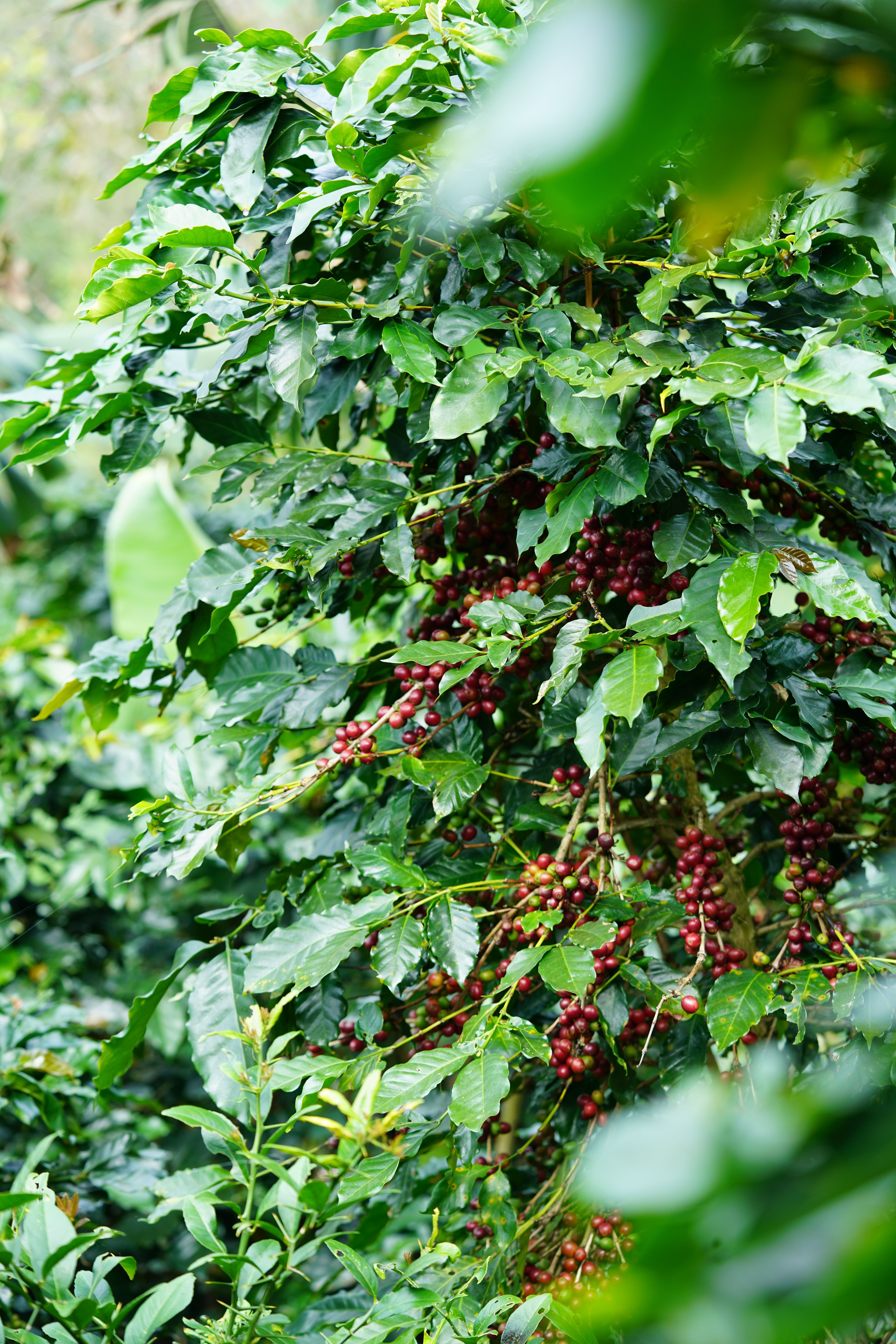 Coffee plant on Brazilian farm