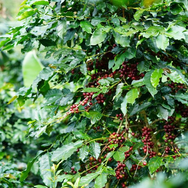 Coffee plant on Brazilian farm