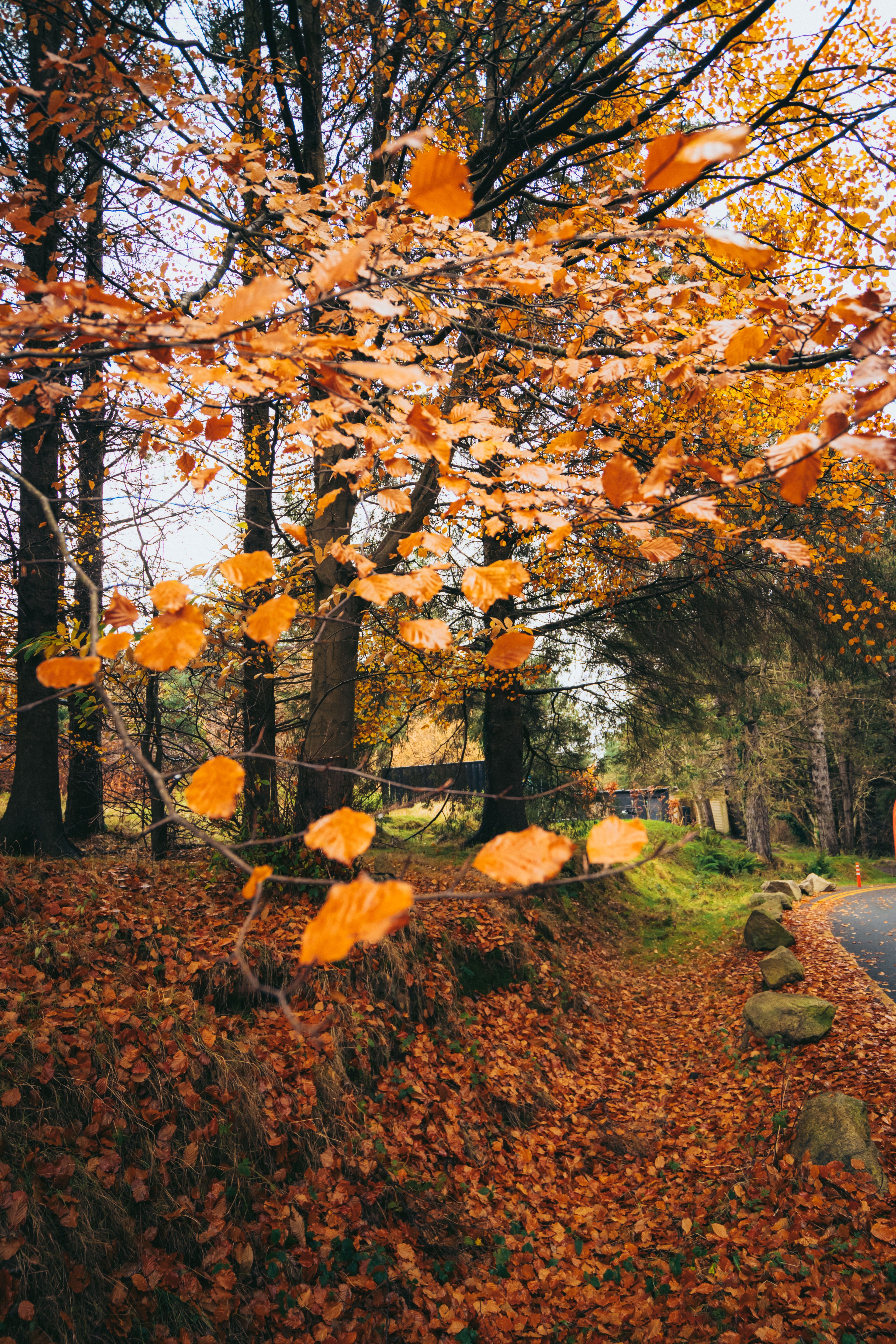 Vibrant Autumn Foliage in a Serene Forest Path · Free Stock Photo