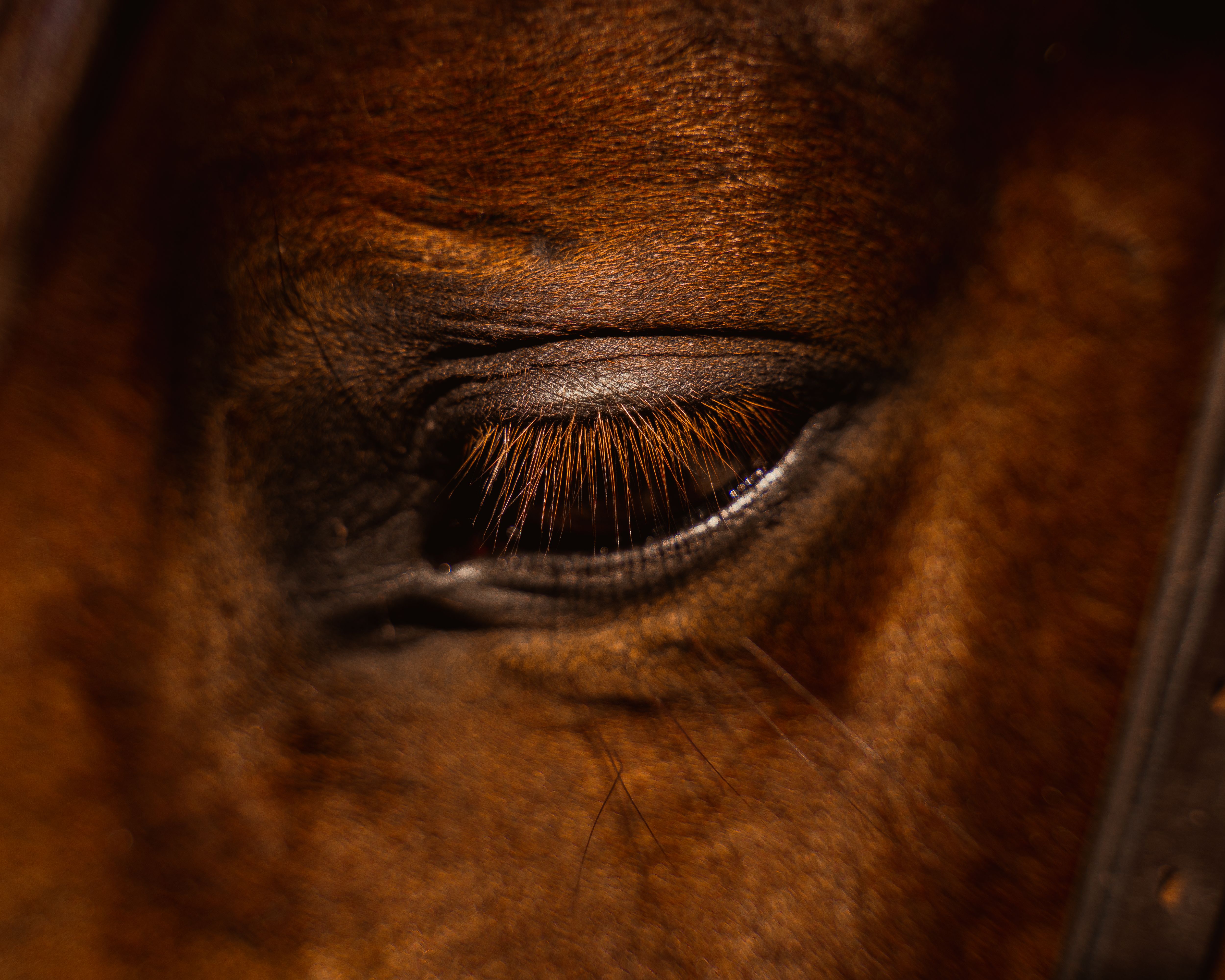 Veterinarian examining a horse during a checkup