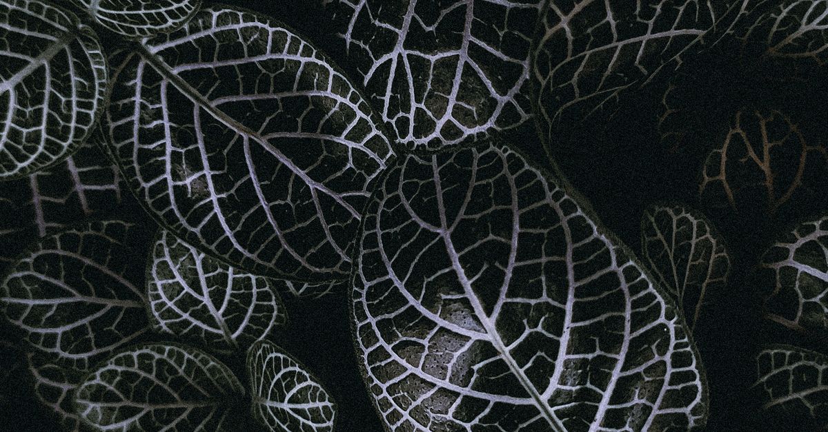 Detailed Leaf Pattern Architecture Rending Dark Leaf Pattern with Intricate Veins Texture · Free Stock Photo