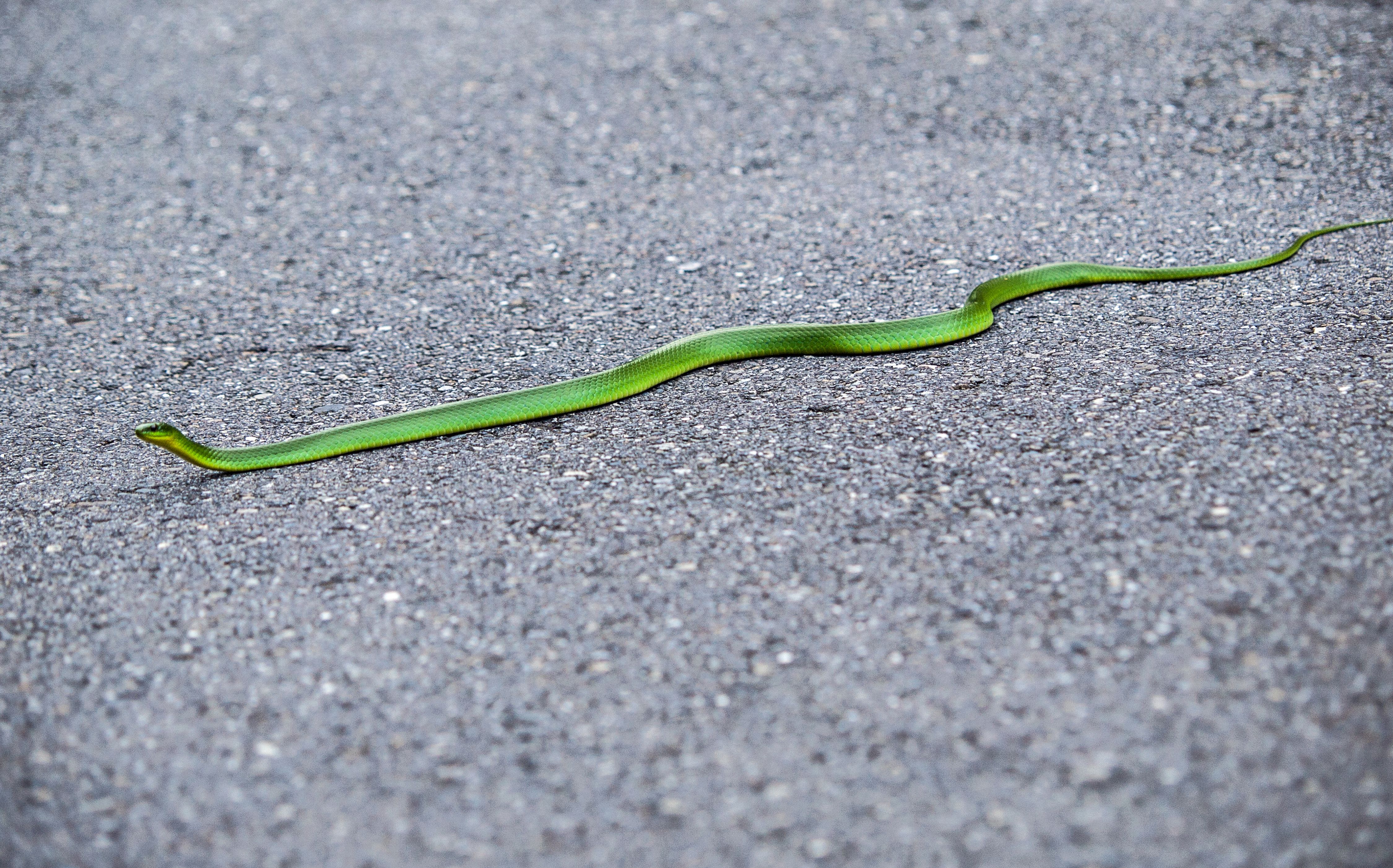 Green Snake Crossing Asphalt Road Surface · Free Stock Photo
