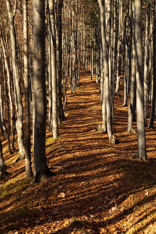 Free Explore a tranquil autumn forest path lined with tall trees casting long shadows. Stock Photo