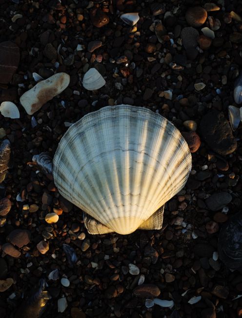 A sunlit seashell resting on a pebble beach, showcasing textures and natural beauty.