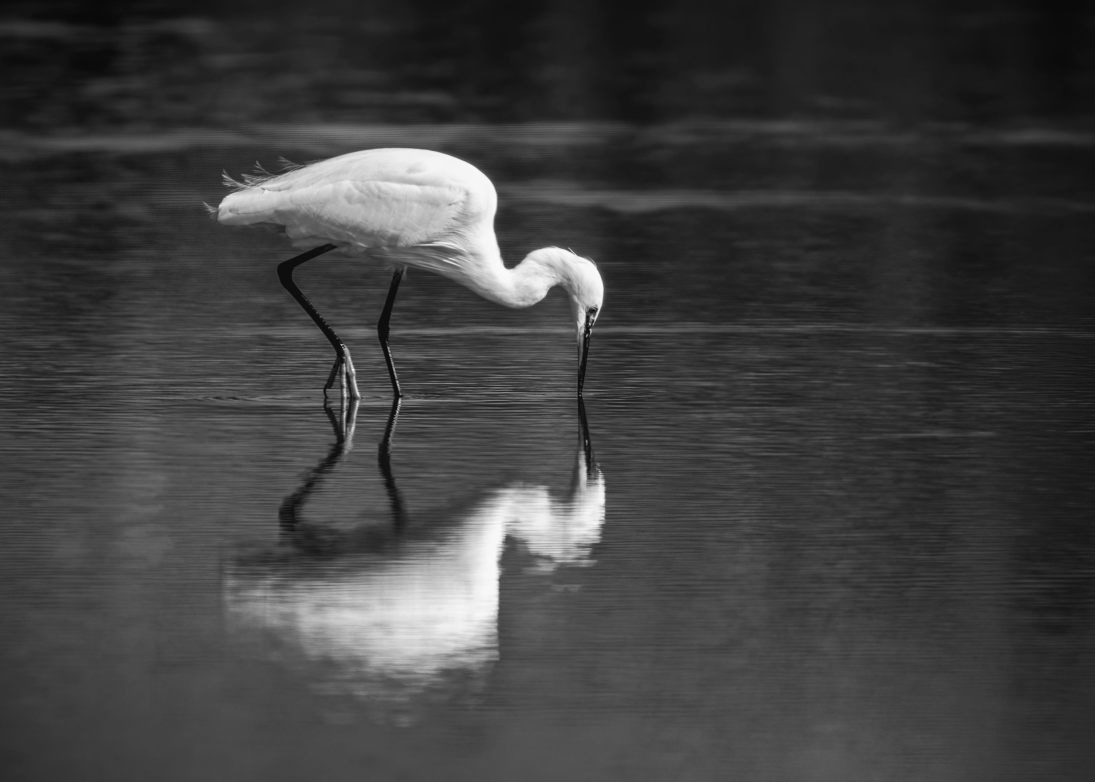 Elegant Egret in Tranquil Water Reflection · Free Stock Photo
