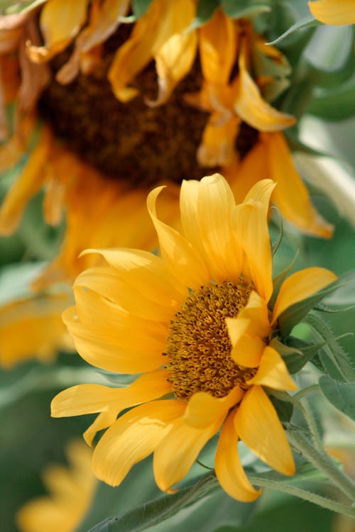 Free Close-up Photo Of Yellow Petaled Flower Stock Photo