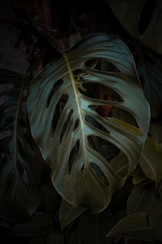 Image by Waskyria Miranda