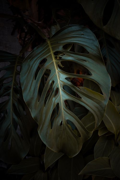 Free Close-up of a vibrant Monstera leaf in a lush Venezuelan garden, highlighting its unique patterns. Stock Photo