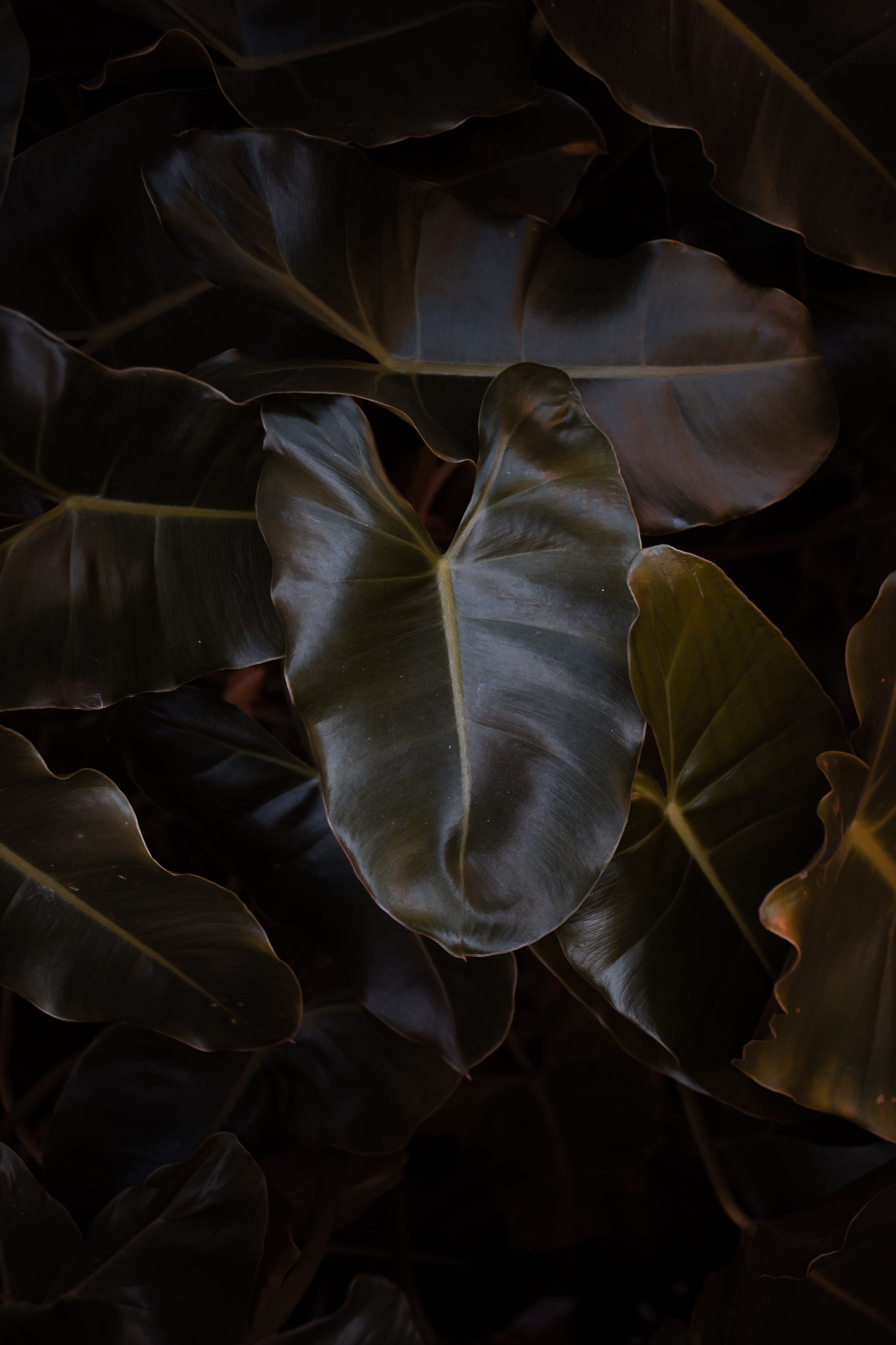 Captivating close-up of dark Philodendron leaves creating a moody, natural aesthetic.