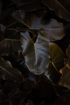 Image by Waskyria Miranda