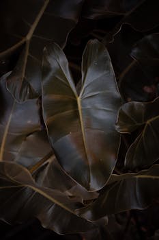 Image by Waskyria Miranda