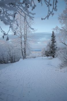 Scenic snowy landscape in Anchorage, Alaska featuring frosty trees and a serene winter backdrop.
